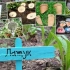9 Оригинални идеи за тоа како да се запамети планот за садење растенија